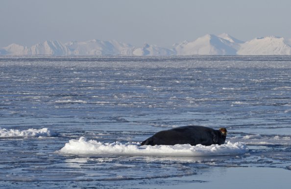 流氷上のアゴヒゲアザラシ_北極クルーズ