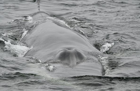 ナガスクジラ_北極クルーズ