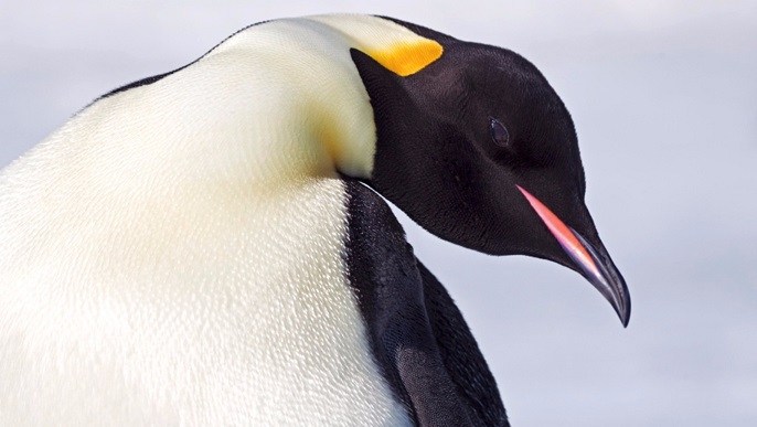 コウテイペンギン_南極旅行