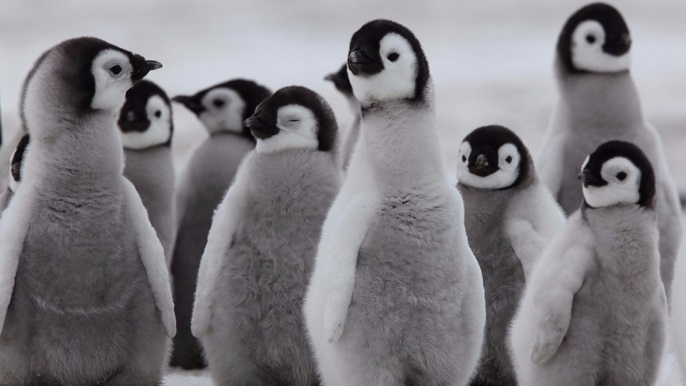 コウテイペンギンのヒナ_南極旅行