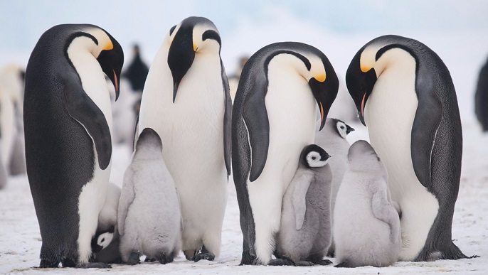 コウテイペンギンの親子_南極旅行