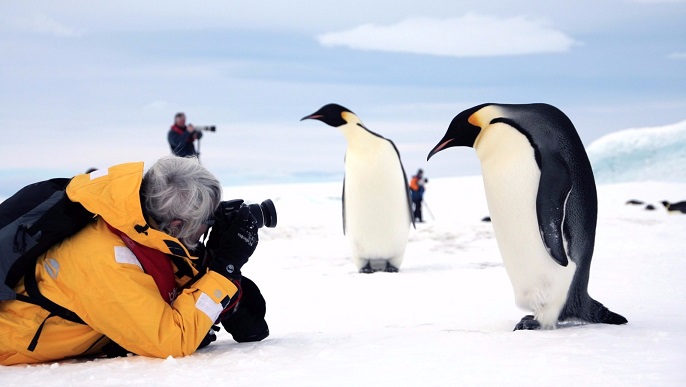 コウテイペンギン_南極旅行