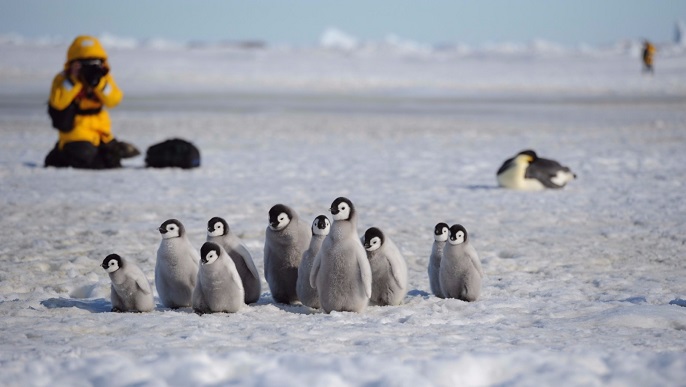 コウテイペンギンのヒナ_南極旅行