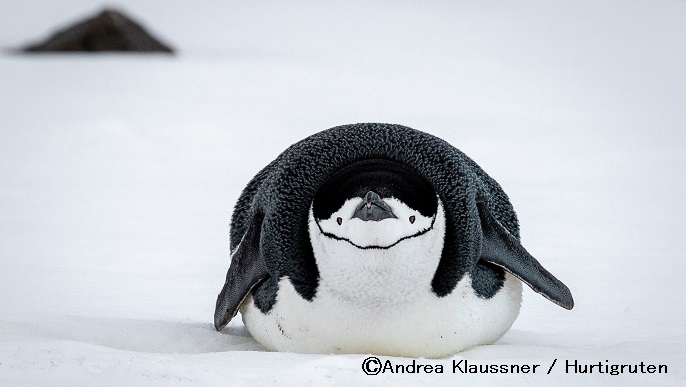 ヒゲペンギン_南極クルーズ