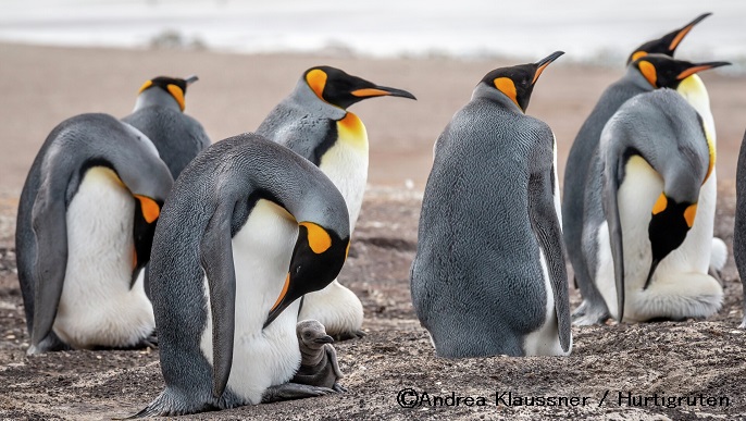 キングペンギン_南極クルーズ