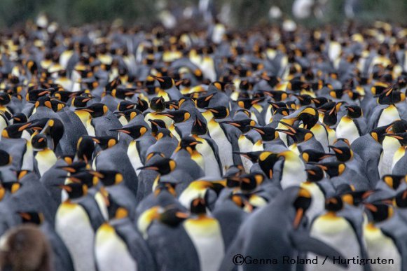 キングペンギン_南極クルーズ