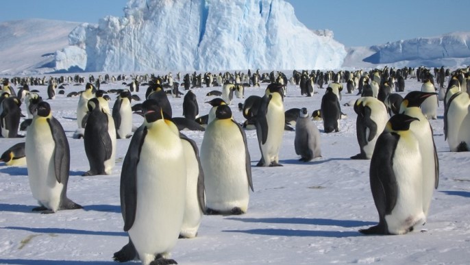 エンペラーペンギン営巣地_南極旅行