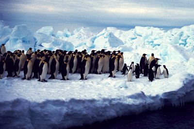 南極 ロス海クルーズ コウテイペンギン