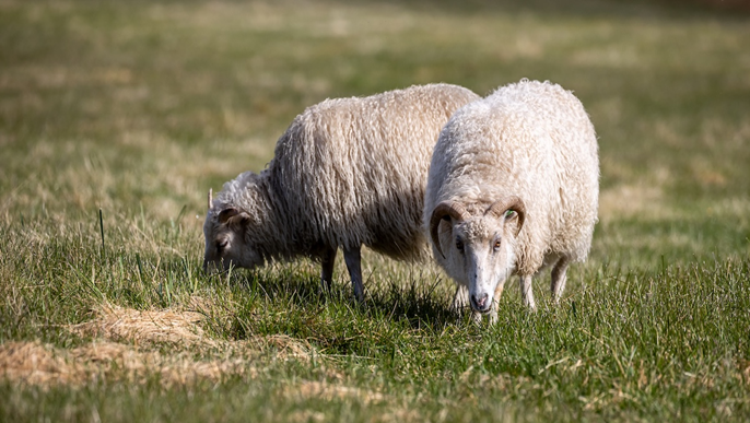 スコットランドクルーズ