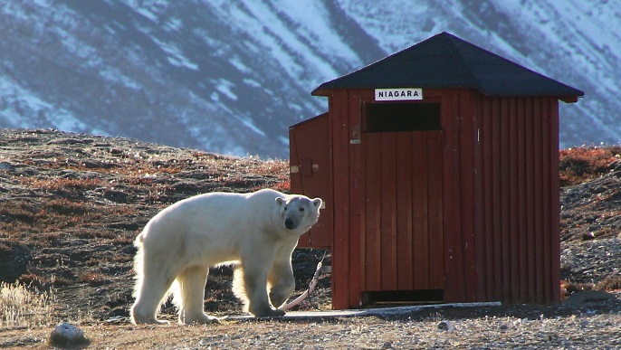 ホッキョクグマ/北極旅行
