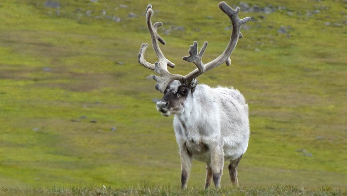 スヴァールバルトナカイ/北極旅行