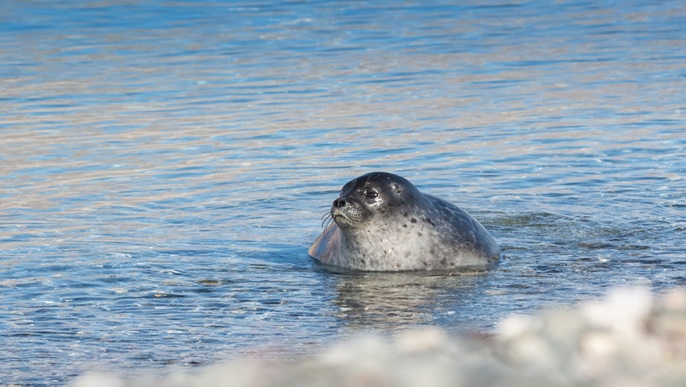 コンオスカーフィヨルド_北極旅行