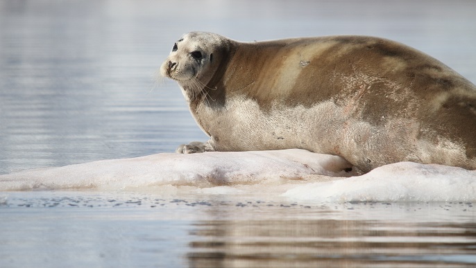 アゴヒゲアザラシ_北極旅行