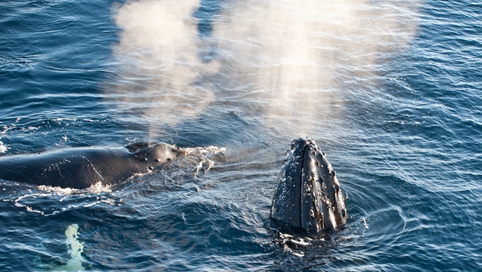ザトウクジラ/イメージ_北極クルーズ