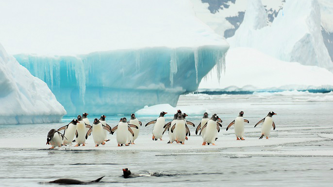 南極旅行