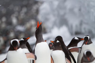 ゼンツーペンギン