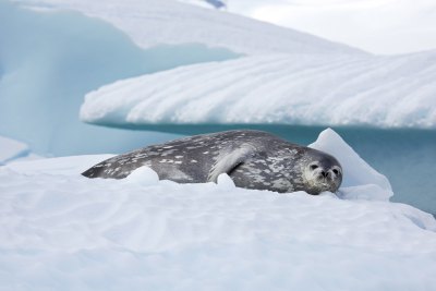 ウェッデルアザラシ