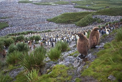 キングペンギン営巣地