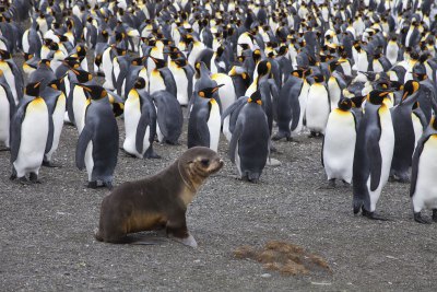 キングペンギン オットセイ