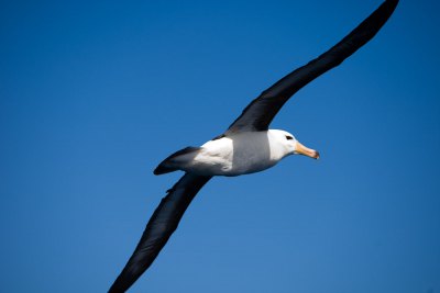マユグロアホウドリ