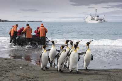 キングペンギン