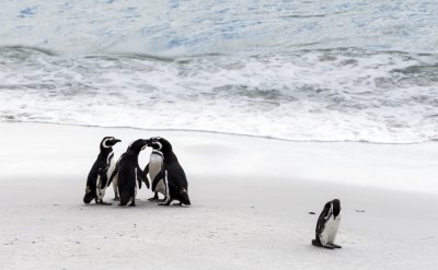 マゼランペンギン