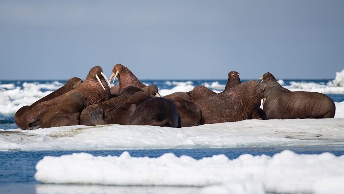セイウチ／北極観光