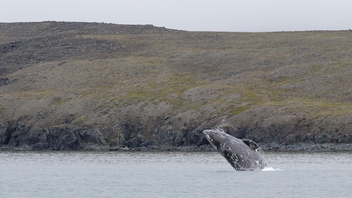 シャチ／北極クルーズ