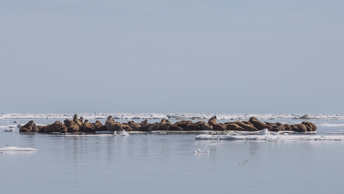 セイウチの群れ／北極観光