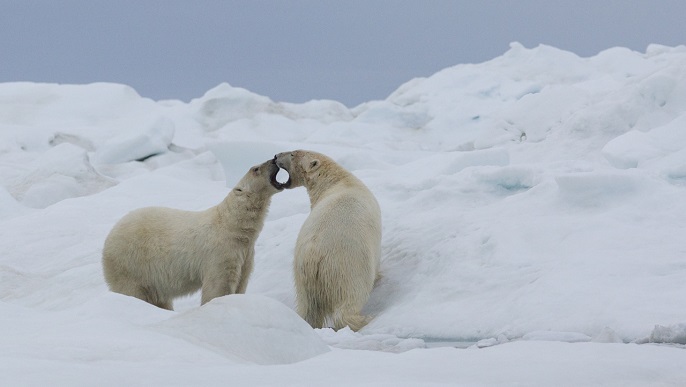 ホッキョクグマ／北極観光