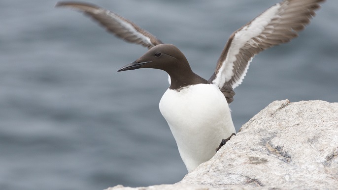 ハシブトウミガラス／北極観光