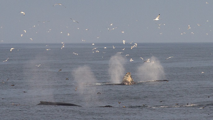 船上からの景色／北極クルーズ