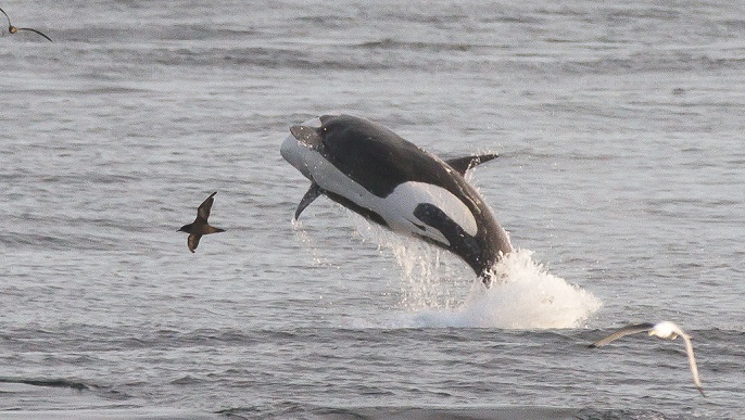 シャチ／北極クルーズ