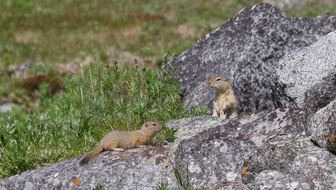 ジリス／北極観光