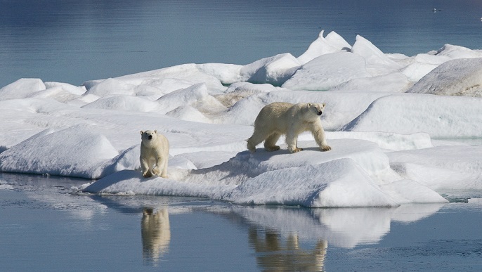 ホッキョクグマ／北極観光