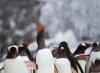 ゼンツーペンギン