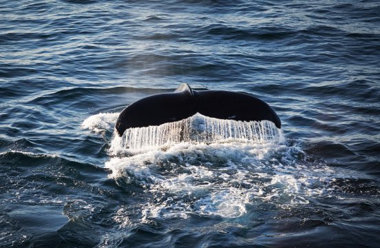 北大西洋の島々から北極圏の島々への探検クルーズ14日間コース詳細 南極旅行 北極旅行のクルーズ ツアー 株 クルーズライフ